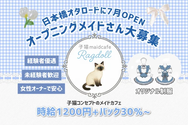 子猫maidcafeRagdoll